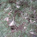 Genista hispanica P1A P19 P24 (2)